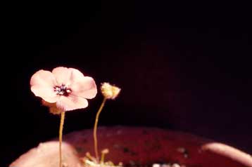 APII jpeg image of Drosera barbigera  © contact APII