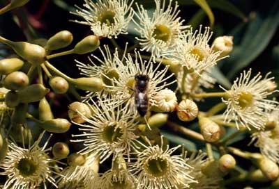 APII jpeg image of Corymbia gummifera  © contact APII