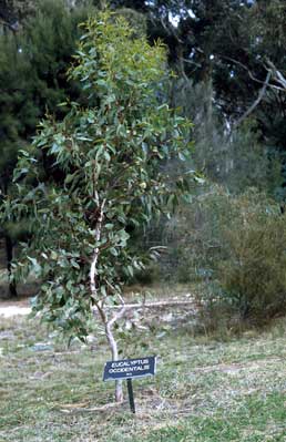 APII jpeg image of Eucalyptus occidentalis  © contact APII