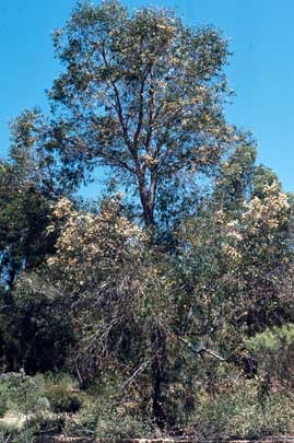 APII jpeg image of Eucalyptus parramattensis  © contact APII