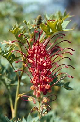 APII jpeg image of Grevillea bipinnatifida  © contact APII