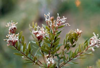 APII jpeg image of Grevillea buxifolia  © contact APII