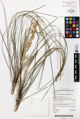 APII jpeg image of Lomandra confertifolia subsp. pallida  © contact APII