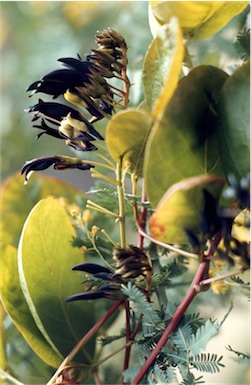 APII jpeg image of Kennedia nigricans  © contact APII