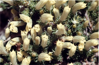 APII jpeg image of Lechenaultia tubiflora  © contact APII