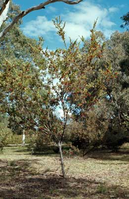 APII jpeg image of Grevillea linearifolia  © contact APII