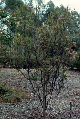 APII jpeg image of Grevillea sericea  © contact APII