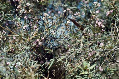 APII jpeg image of Glycine clandestina  © contact APII