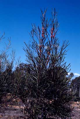 APII jpeg image of Hakea multilineata  © contact APII