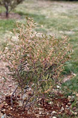 APII jpeg image of Hakea incrassata  © contact APII