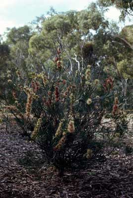 APII jpeg image of Hakea pycnoneura  © contact APII