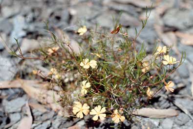 APII jpeg image of Hibbertia stellaris  © contact APII