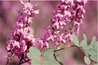 APII jpeg image of Indigofera australis  © contact APII