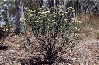 APII jpeg image of Ixodia achillaeoides subsp. alata  © contact APII