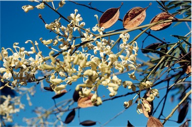 APII jpeg image of Lomatia silaifolia  © contact APII