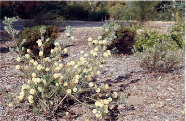 APII jpeg image of Melaleuca capitata  © contact APII