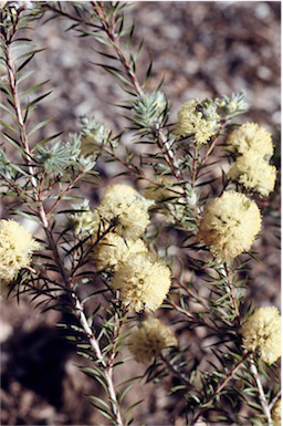 APII jpeg image of Melaleuca capitata  © contact APII