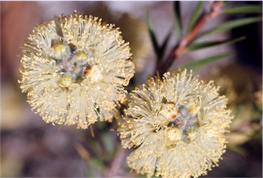 APII jpeg image of Melaleuca capitata  © contact APII