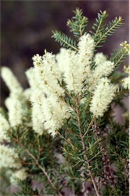 APII jpeg image of Melaleuca decora  © contact APII