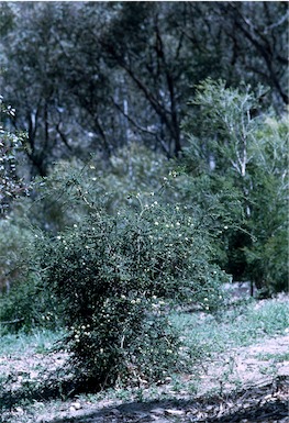 APII jpeg image of Melaleuca densa  © contact APII