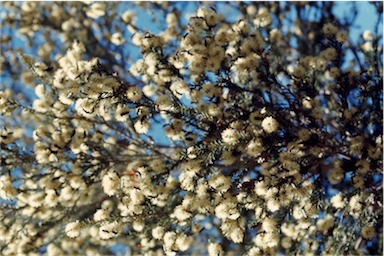 APII jpeg image of Melaleuca ericifolia  © contact APII
