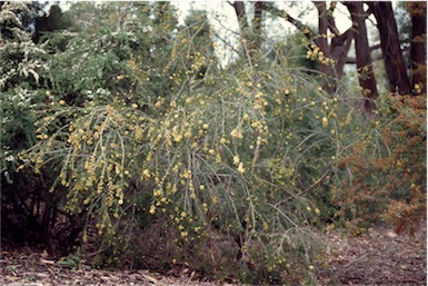 APII jpeg image of Melaleuca nodosa  © contact APII