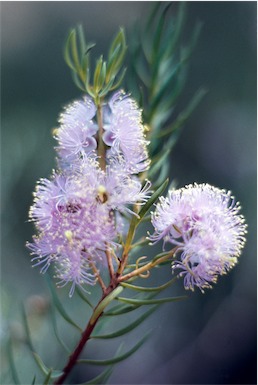 APII jpeg image of Melaleuca radula  © contact APII