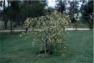 APII jpeg image of Melaleuca tenella  © contact APII