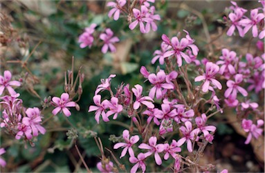 APII jpeg image of Pelargonium rodneyanum  © contact APII