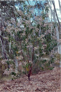 APII jpeg image of Prostanthera lasianthos  © contact APII