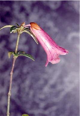 APII jpeg image of Rhododendron gracilentum  © contact APII