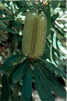 APII jpeg image of Banksia integrifolia subsp. compar  © contact APII