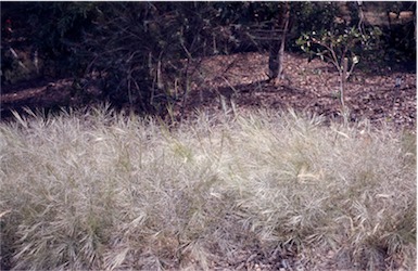 APII jpeg image of Austrostipa elegantissima  © contact APII