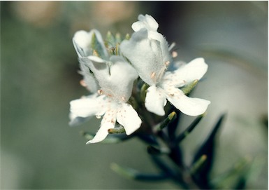APII jpeg image of Westringia fruticosa  © contact APII