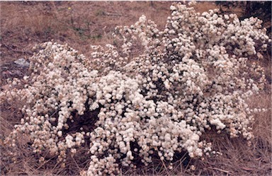 APII jpeg image of Calytrix tetragona  © contact APII