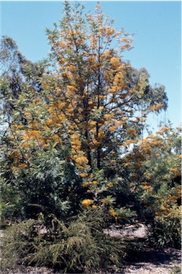 APII jpeg image of Grevillea robusta  © contact APII