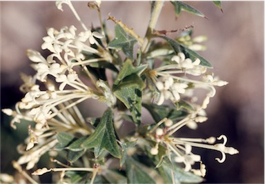 APII jpeg image of Grevillea vestita subsp. vestita  © contact APII