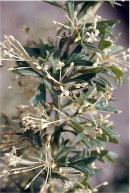 APII jpeg image of Grevillea vestita subsp. vestita  © contact APII