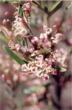 APII jpeg image of Grevillea quinquenervis  © contact APII