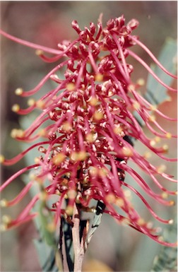 APII jpeg image of Grevillea longifolia  © contact APII