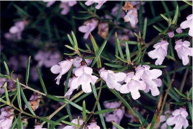 APII jpeg image of Prostanthera linearis  © contact APII