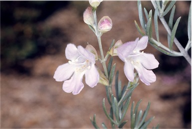 APII jpeg image of Prostanthera nivea var. induta  © contact APII