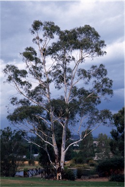 APII jpeg image of Eucalyptus mannifera  © contact APII