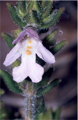 APII jpeg image of Prostanthera marifolia  © contact APII