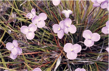 APII jpeg image of Patersonia sericea  © contact APII