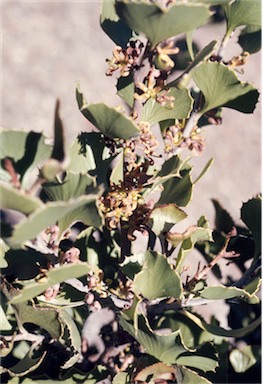 APII jpeg image of Hakea baxteri  © contact APII