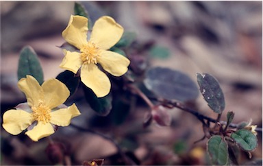 APII jpeg image of Hibbertia dentata  © contact APII