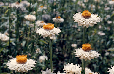 APII jpeg image of Xerochrysum bracteatum  © contact APII