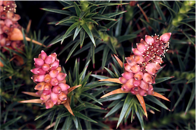 APII jpeg image of Richea scoparia  © contact APII