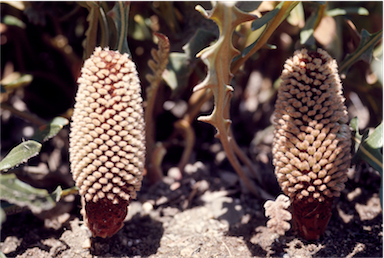 APII jpeg image of Banksia petiolaris  © contact APII